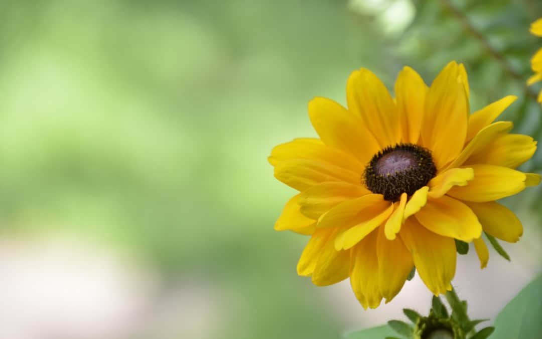 Blog 9 Green Cleaning and its Benefits