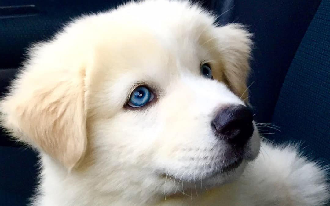 Blog 8 Pet Care During The Summer Season