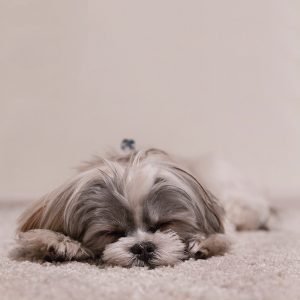 dog hair cleaning ideas